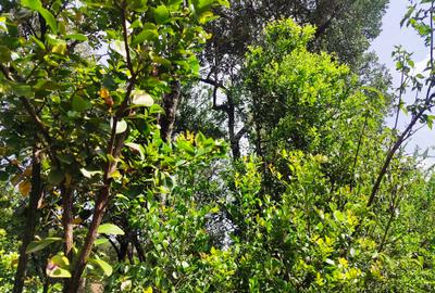 Residential Land at Hardy