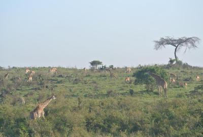 7 ac Land at Maasai Lodge Ongata Rongai