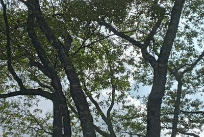 9 ac Land at Koitobos Road