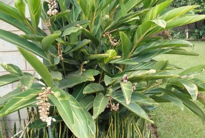 5 Bed House with En Suite in Karen - 3