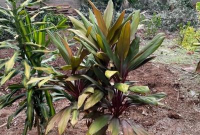 3 Bed Townhouse with En Suite in Kilimani - 2