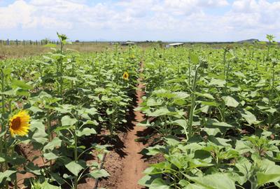 Residential Land in Kitengela