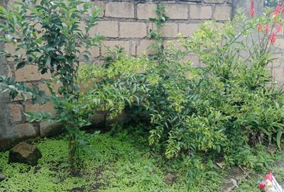 4 Bed House with En Suite at Matasia - 4