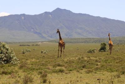 1 ac Residential Land at Naivasha - 4