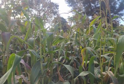 Land at Ruaka Road - 4