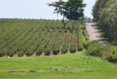 Residential Land in Juja