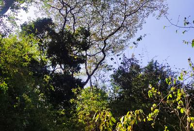 2.3 ac Land at Giraffe Centre