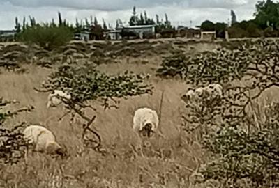 50 ac Land in Konza City - 2