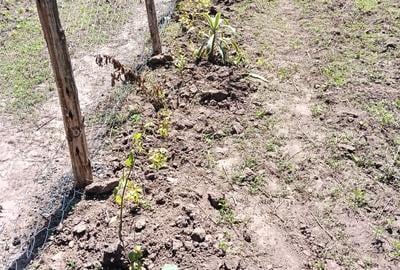 0.5 ac Residential Land at Kiamunyeki - 2