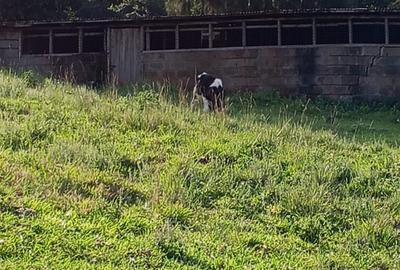 Land in Kikuyu Town - 4