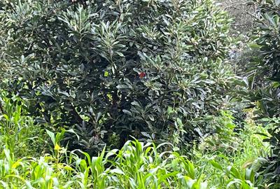 2.4 ac Land at Tigoni