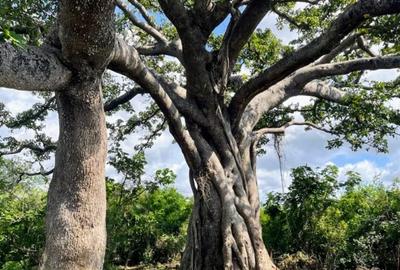 Land in Vipingo