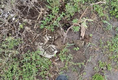 Land at Eastern Bypass - 3