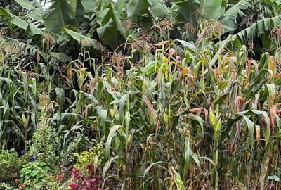 Land in Lower Kabete - 2