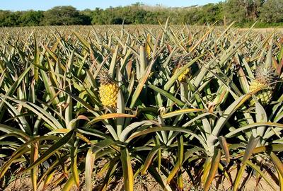 Commercial Land at Malindi