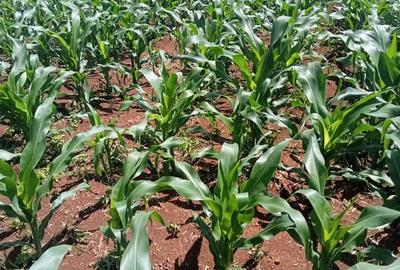 Land at Muhotetu - 4