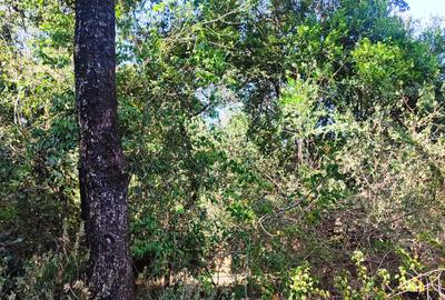 2.3 ac Land at Giraffe Centre - 4