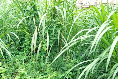 5,400 ft² Commercial Land in Kinoo - 4