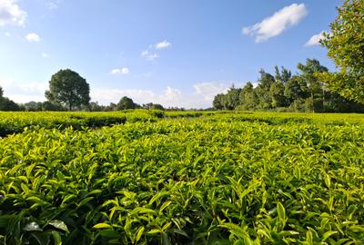 Land in Limuru