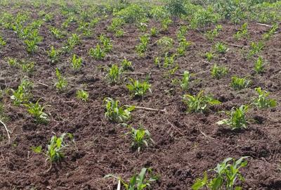 Land in Tatu City - 3