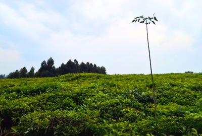 20 ac Residential Land at Riara Ridge - 3