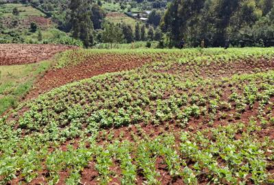 0.5 ac Residential Land at Nderi Mega - 2