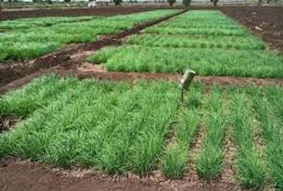 1.6 ha Land at Magarini-Dakacha