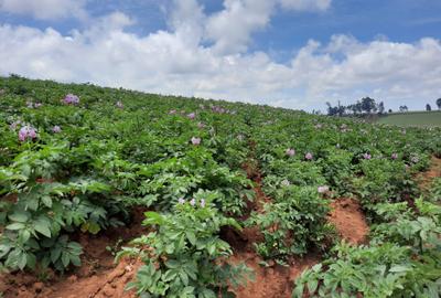 Land at Molo - 3