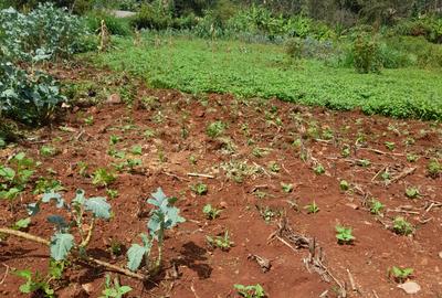 1.3 ac Land at Kasarini - 4