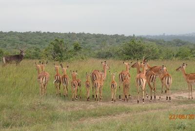 5 ac Land at Sangare Conservancy - 3