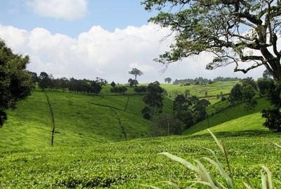 20 ac Land at Riara Ridge