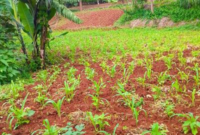 Land in Kitisuru