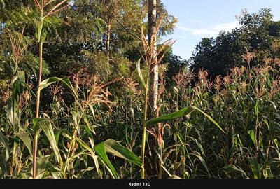 0.25 ac Land at Nduota : Banana - Nazareth Road