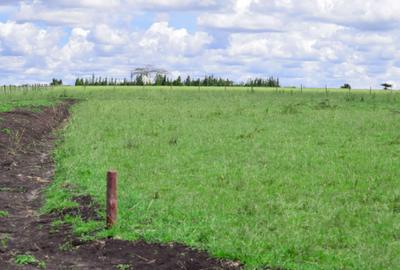 Residential Land at Plots For Sale In Kitengela Saitoti Farm/Ostrich Farm - 2