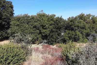 5 ac Land in Kitisuru - 4