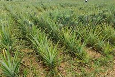 4 ac Land at Magharini Dakacha