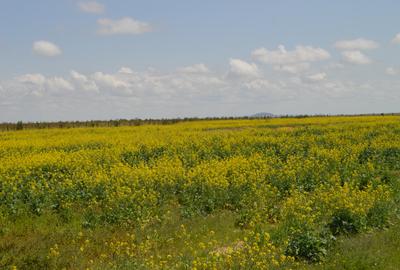 Land at Olasiti