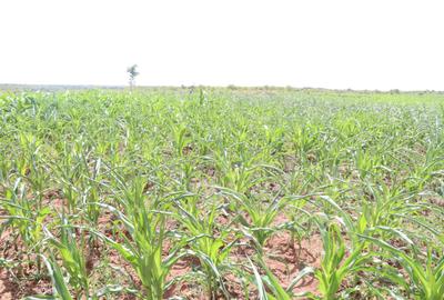 Residential Land in Matuu
