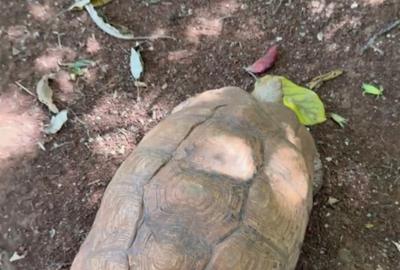 5 Bed Villa with En Suite in Lavington - 4