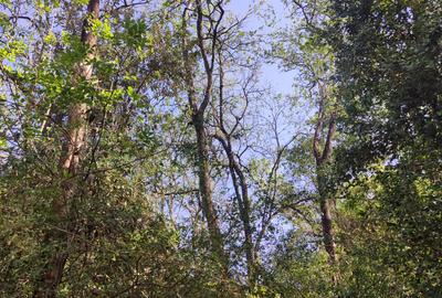 2.3 ac Land at Giraffe Centre - 3