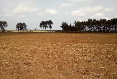 Land at Timau