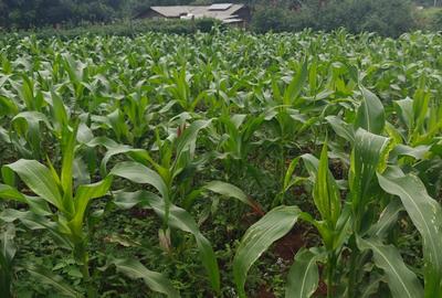 0.125 ac Land at Kamangu-Kikuyu Road - 2