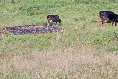 Land in Kikuyu Town - 3