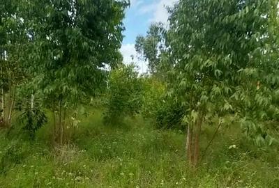 Land in Diani - 4