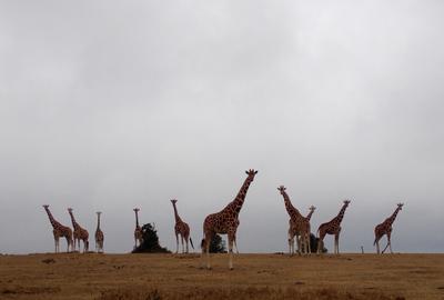 5 ac Land at Sangare Conservancy - 4