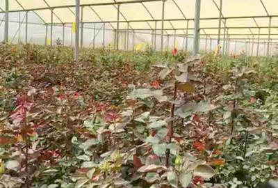 120 ac Land at Nyandarua County - 4