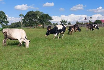 21 ac Land in Tigoni