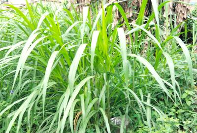 5,400 ft² Commercial Land in Kinoo - 3
