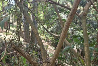 Land in Kitisuru - 3