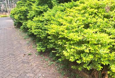 0.44 ac Commercial Land at Westlands - 4